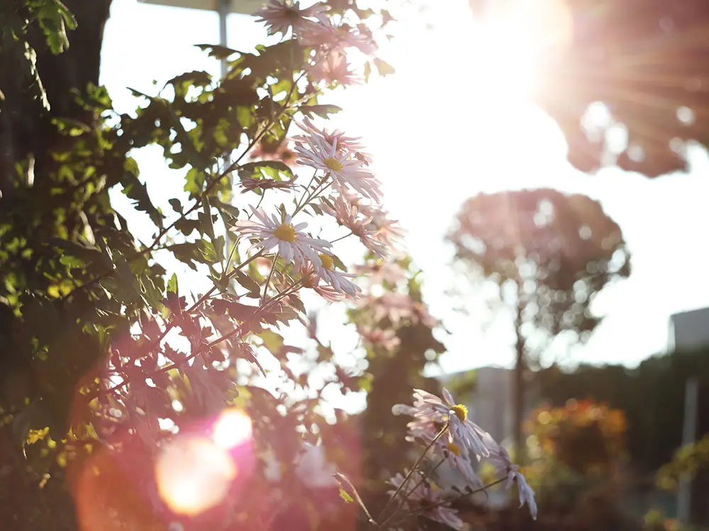 「Helios44M 58mm F2」で撮影した瀬戸の写真